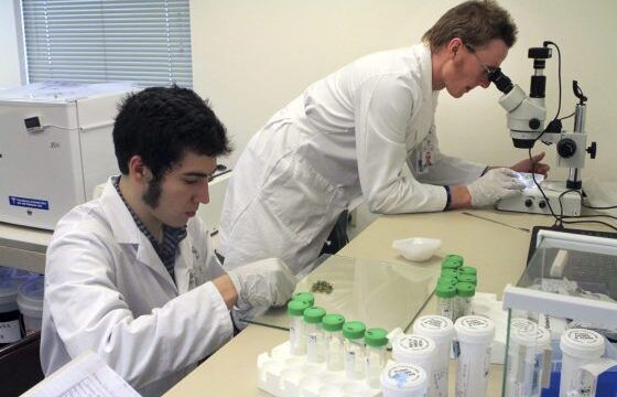 Medible review alaska marijuana testing facilities to be audited after significant deviation in potency results