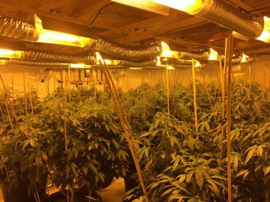 Medible review authorities raid marijuana grow lab in central colorado