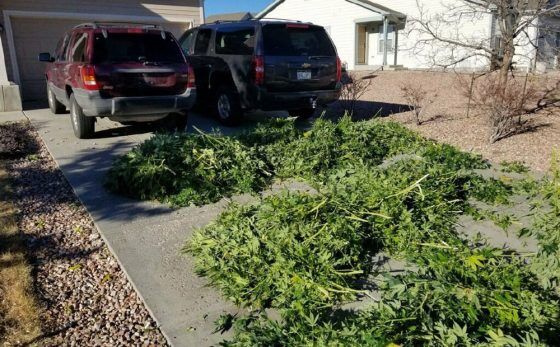 Medible review colorados first big illegal grow raids of 2018 hundreds of plants in two seizures