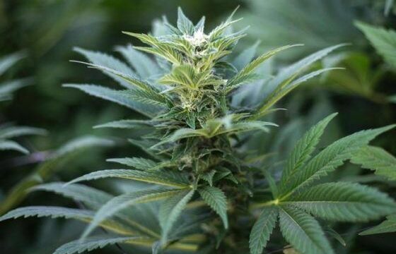 Medible review new hampshire house votes to legalize recreational marijuana