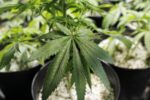 Medible review odds of virginia decriminalizing or legalizing marijuana this year just plummeted