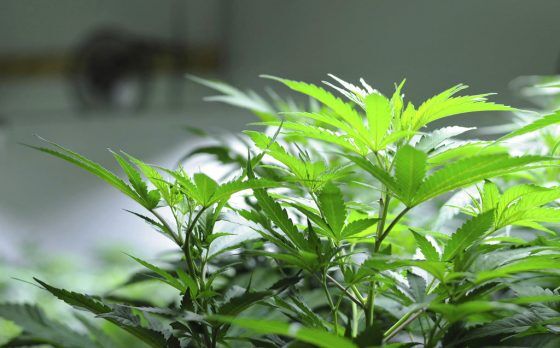 Medible review where marijuana legalization stands in new