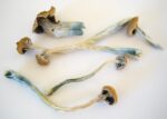 Medible review can magic mushrooms fight authoritarianism