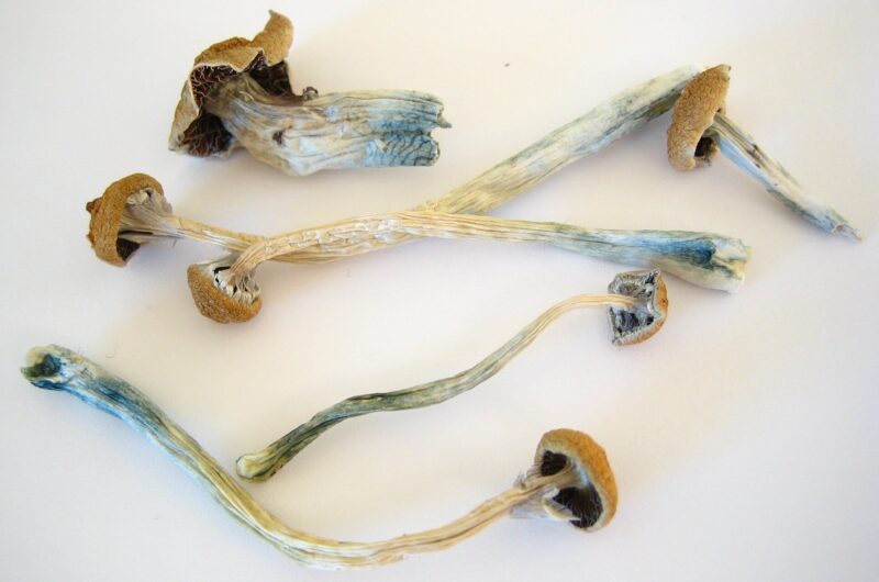 Medible review can magic mushrooms fight authoritarianism