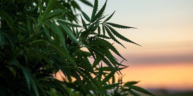 Medible review delaware marijuana legalization panel issues draft report
