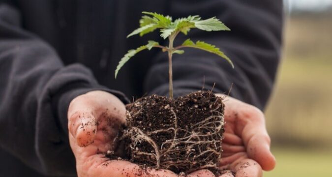 Medible review kentucky the bluegrass state contemplates medical marijuana