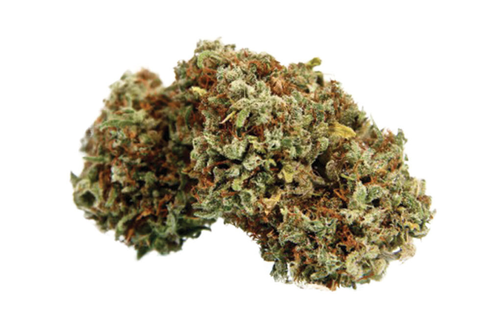A Legendary Landrace – Malawi Gold Strain Review