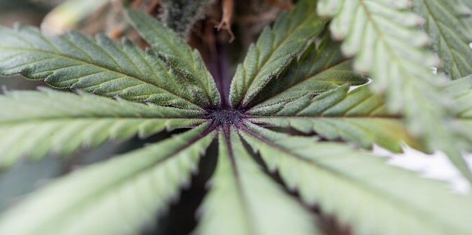 Medible review no philip morris marijuana cigarettes on sale