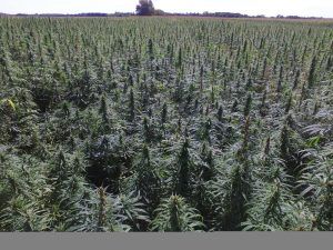 Medible review trump administration cautions against hemp