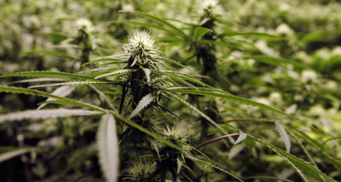 Medible review two companies hold cultivation licenses in lesotho