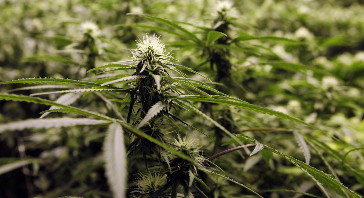 Medible review two companies hold cultivation licenses in lesotho