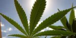 Medible review ap news briefs ohio docs can apply to recommend mmj virginia man threatens to shoot congressman