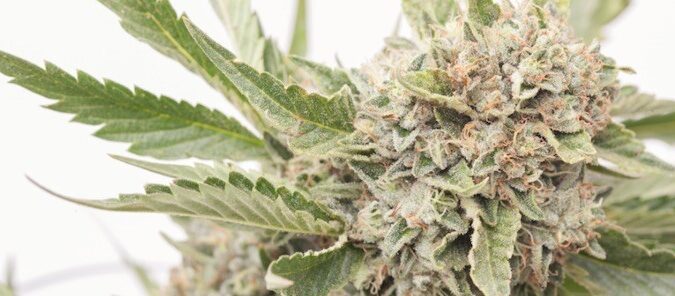 Medible review connecticut lawmakers taking another look at legalizing marijuana