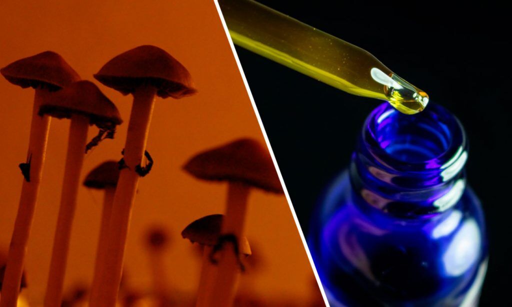 Medible review both cbd and psilocybin show potential in fighting alcohol use disorder