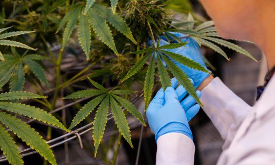 Medible review the link between cannabis and autoimmune diseases