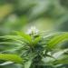 Medible review portrait israel exports over domestic cannabis a priority