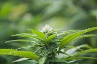 Medible review portrait israel exports over domestic cannabis a priority