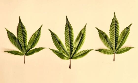 Just Kana Review 2023: Buy CBD, Delta 8 and More Hemp Products