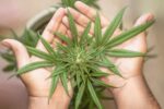 Medible review cannabis leaves in hand