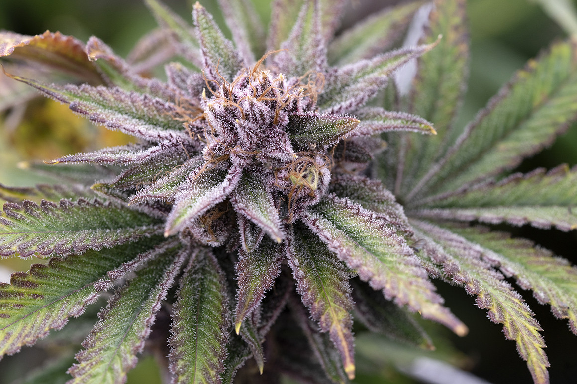 8 Cannabis Strains to bring you more Cheer