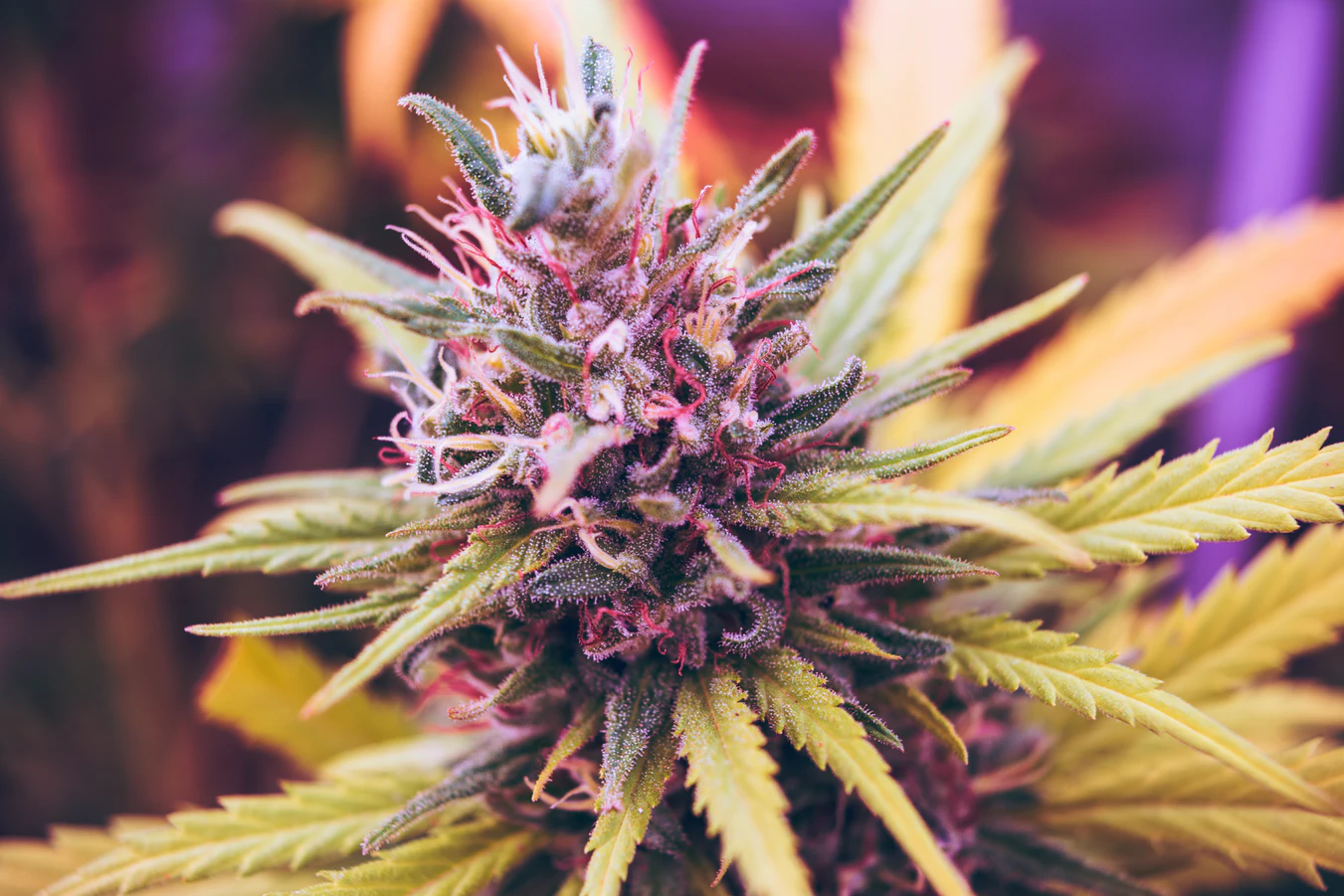 7 International Cannabis Strains You Can Order Locally in LA