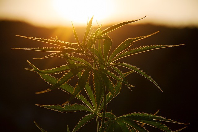 Top Ways to Consume Cannabis Without Smoking