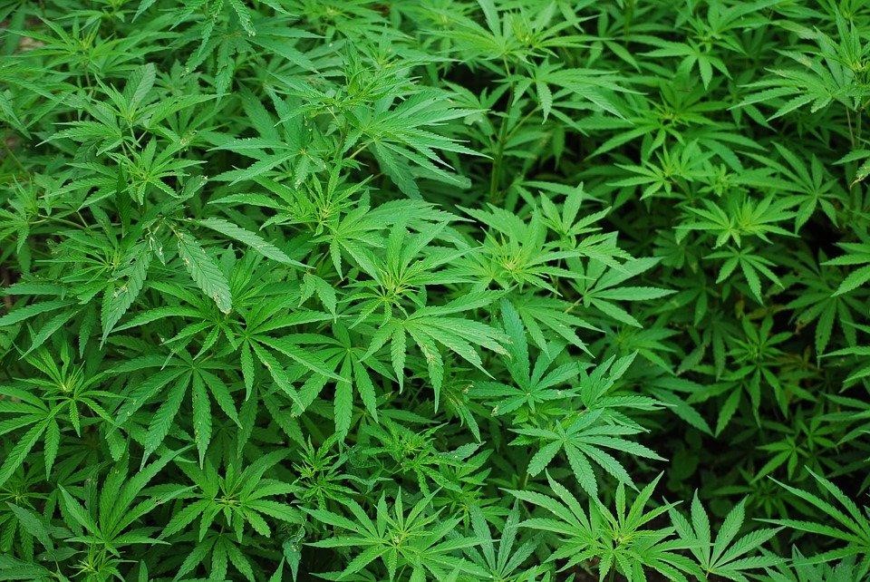 Medible review cannabis leaves