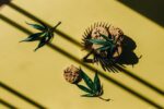 chocolate chip cookies and hemp leaves on yellow background