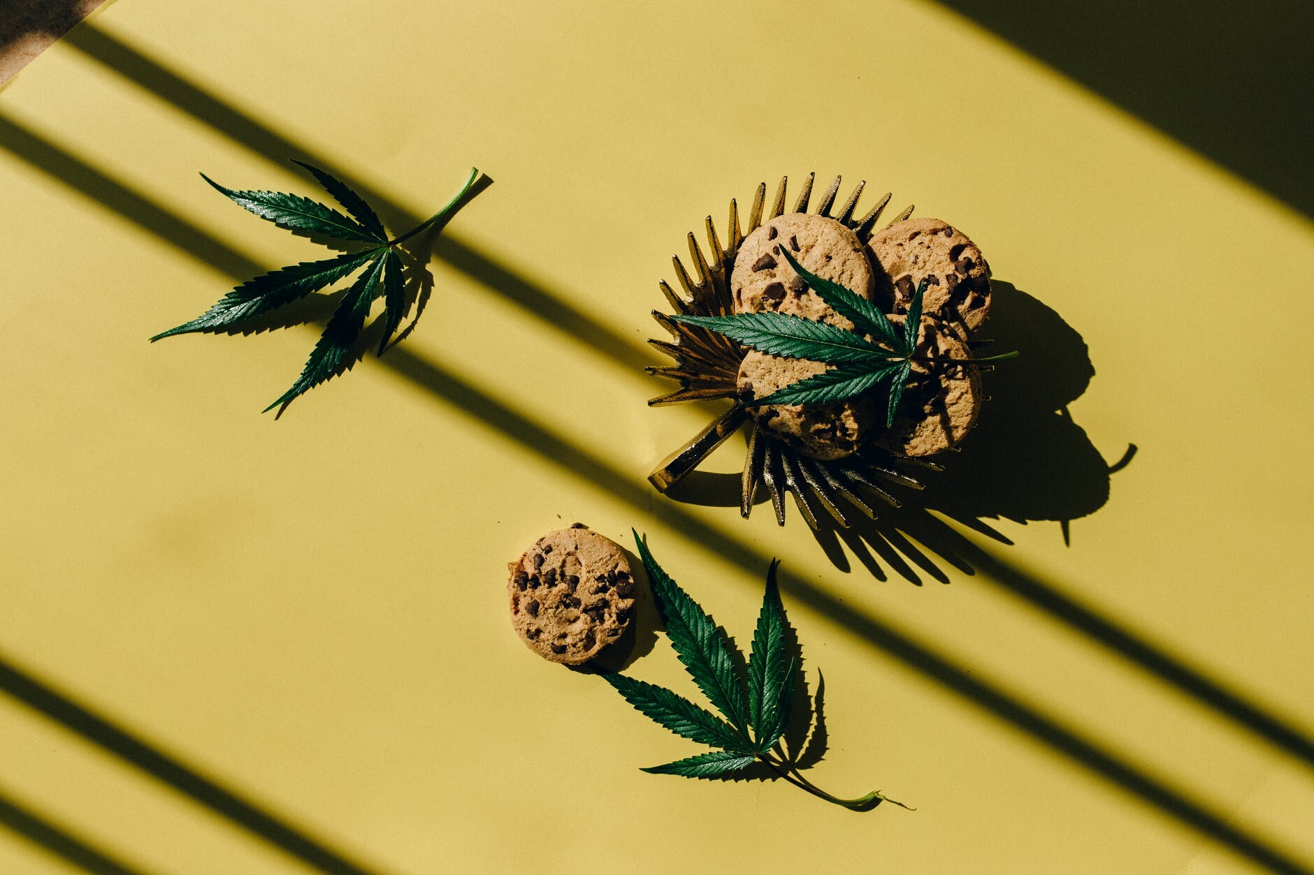 chocolate chip cookies and hemp leaves on yellow background