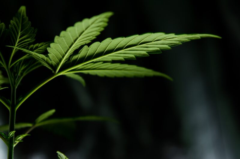 Medible review esteban lopez k6g3qSnYIo unsplash