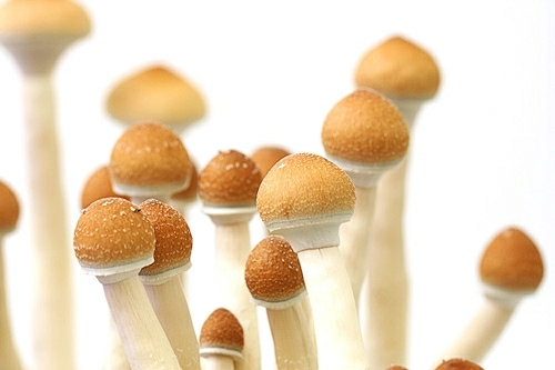 Golden Teacher Magic Mushrooms