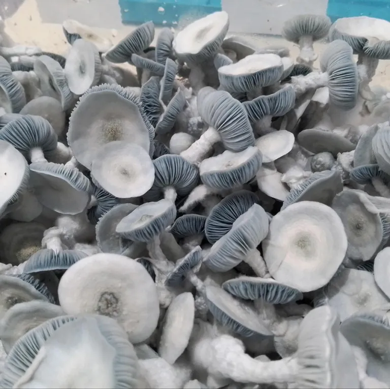 Jack Frost Magic Mushrooms