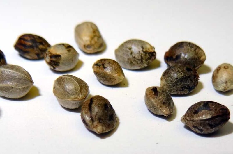 Medible review feminized cannabis seeds