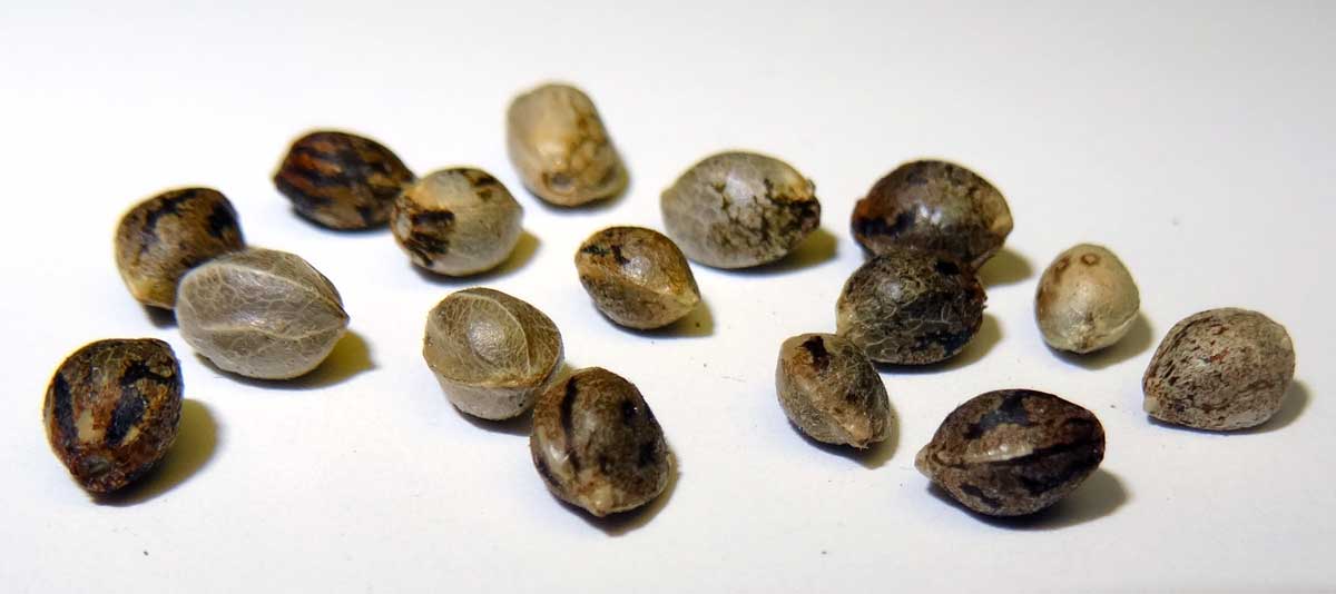 The Basic Mechanism Behind Feminizing Seeds for Quality Output