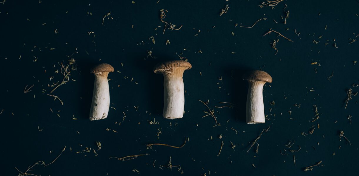 Psilocybin Mushrooms
