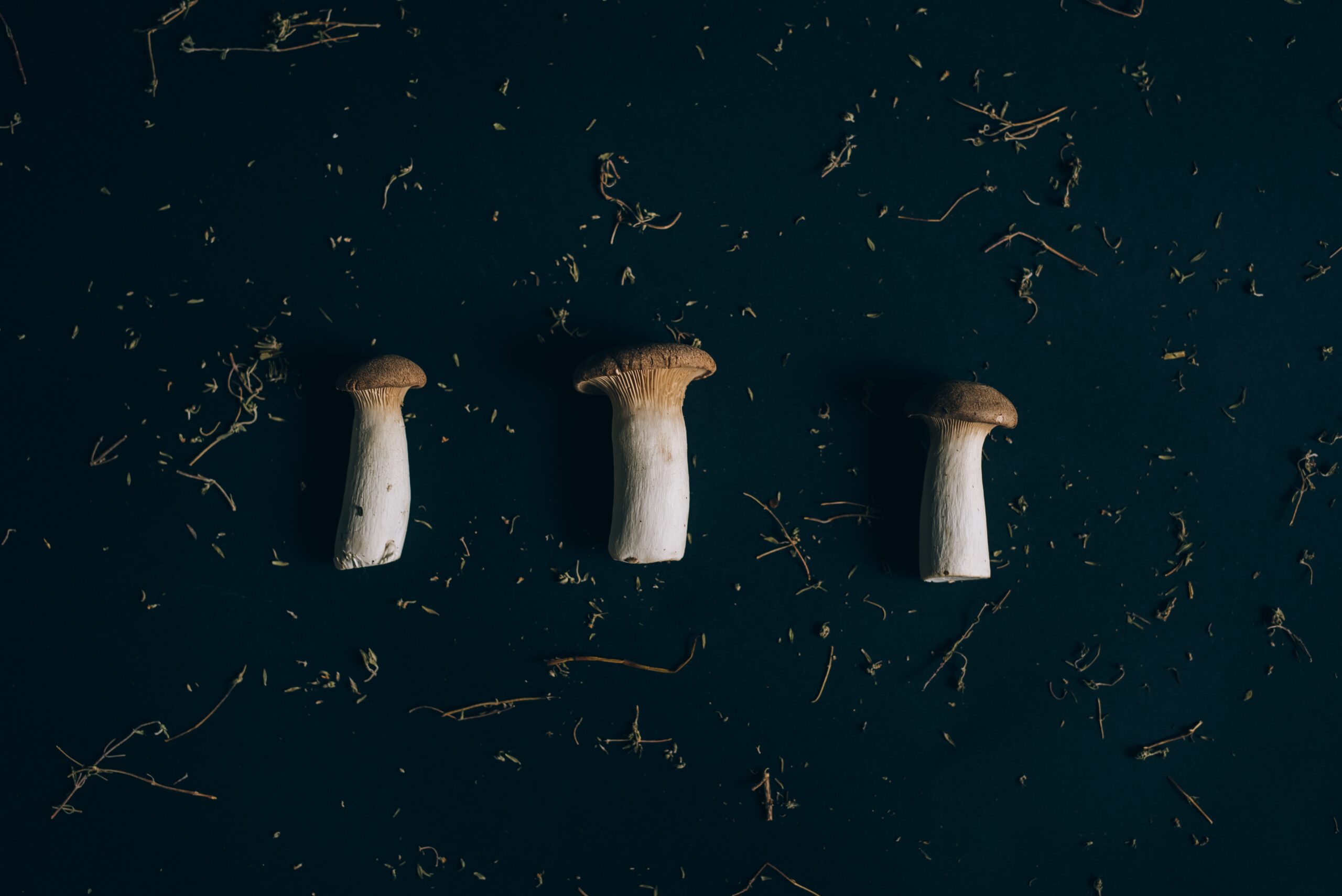 Psilocybin Mushrooms