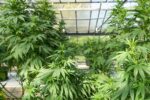 Medible review crystalweed cannabis 3BiuG2ekGTk unsplash